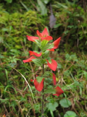 Castilleja hirsuta