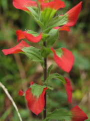 Castilleja hirsuta