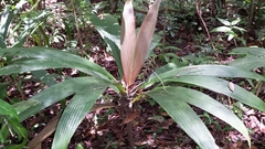 Dypsis mocquerysiana