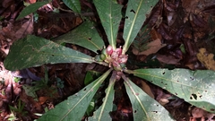 Psychotria simianensis