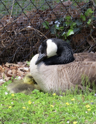 Canada Goose photographed in New Jersey