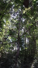 Clusiaceae
