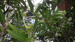 Clusiaceae