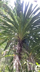 Dracaena xiphophylla