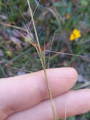 Aristida palustris