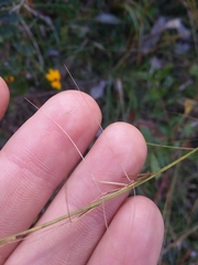 Aristida palustris