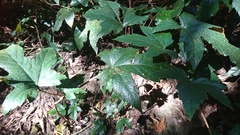 Rubus reflexus hui