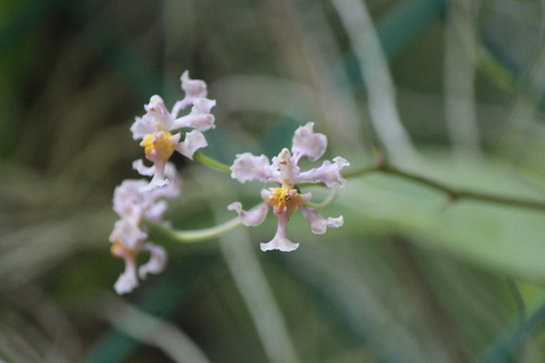 Image of Trichocentrum Andrewsiae (Trichocentrum andrewsiae) by (c) José Belem Hernández Díaz, some rights reserved (CC BY)