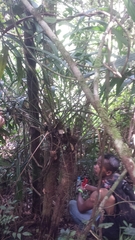 Dypsis vonitrandambo