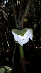 Diospyros gracilipes