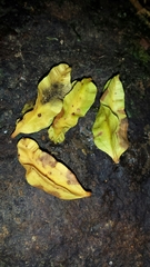 Trichopus sempervirens