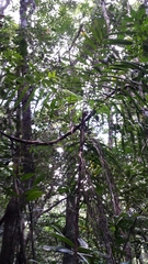 Dypsis fasciculata
