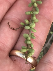 Eriogonum parvifolium