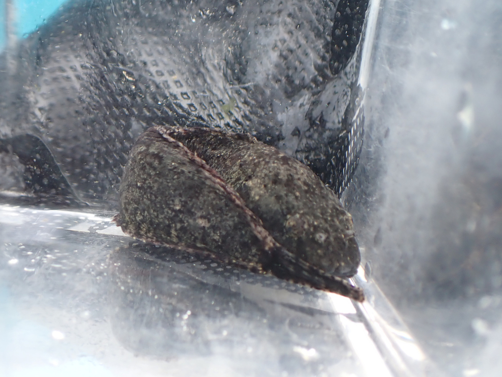 ribbon snailfish