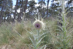 Cirsium nivale