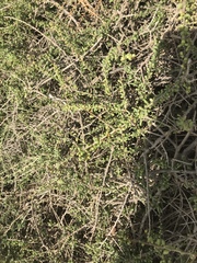 Eriogonum parvifolium