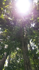Dypsis confusa