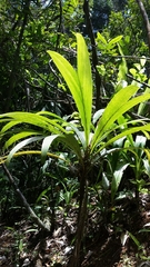 Dypsis mocquerysiana
