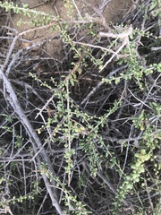 Eriogonum parvifolium