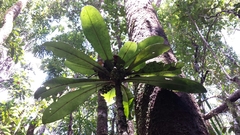 Oncostemum macrostachyum