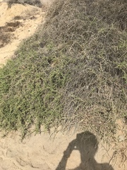 Eriogonum parvifolium
