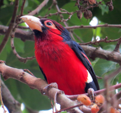 Lybius bidentatus