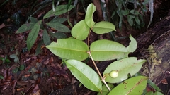Clusiaceae