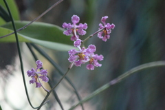 Trichocentrum andrewsiae