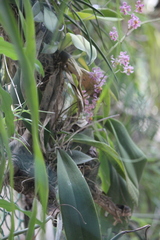 Trichocentrum andrewsiae