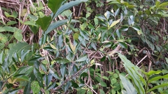 Symphonia urophylla