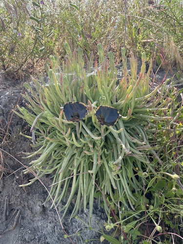 Dudleya edulis