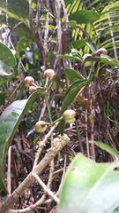 Clusiaceae