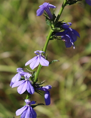 Lobelia × rogersii