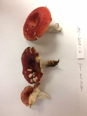 Russula rubriceps