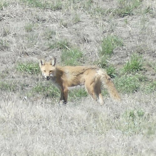 Red Fox photographed in South Dakota