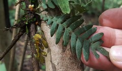 Pleopeltis polypodioides