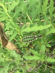 Conocephalus strictus