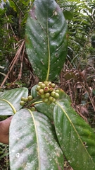 Peponidium