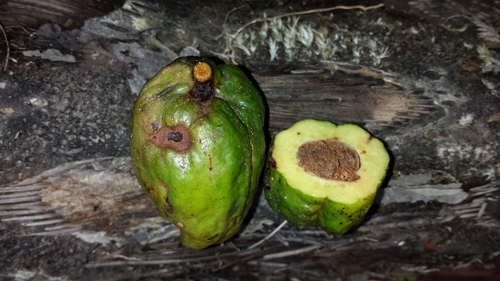 Mauloutchia parvifolia · iNaturalist