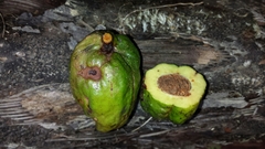 Mauloutchia parvifolia