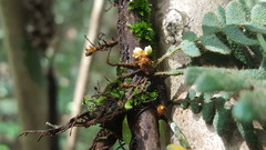 Pleopeltis polypodioides