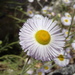 Erigeron incomptus - Photo (c) Dan Beckman, some rights reserved (CC BY-NC), uploaded by Dan Beckman