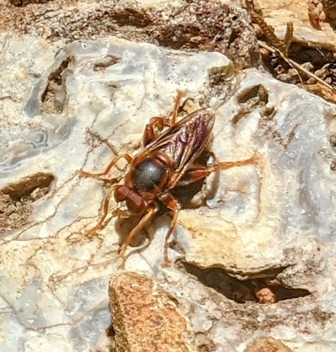 Orange Spur Fly photo 5