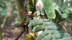 Pleopeltis polypodioides