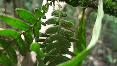 Pleopeltis polypodioides