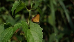 Heliophorus ila