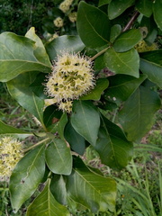 Ehretia tinifolia