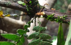Pleopeltis polypodioides