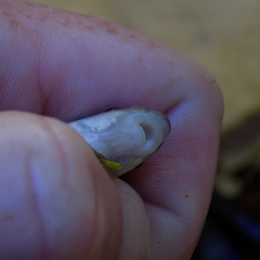 Phenacobius mirabilis