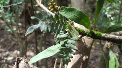Pleopeltis polypodioides